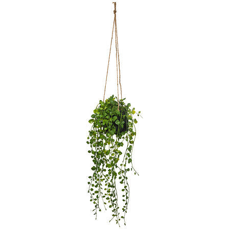 Hangplant Blush living 10,5 cm hoog met cementpot